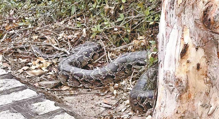 3米长蟒蛇不冬眠 “逛”起健康步道