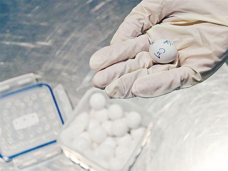 21枚濒危禽蛋藏身药丸被厦门海关拦截