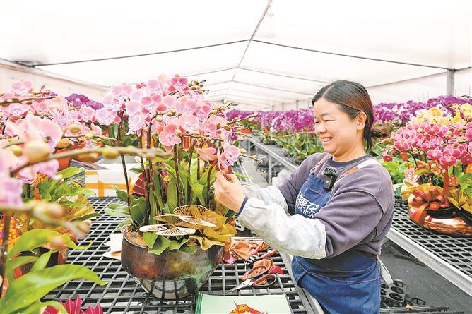 组装盆栽、年宵花“福桶”、花卉礼盒……“花样经济”玩出新花样