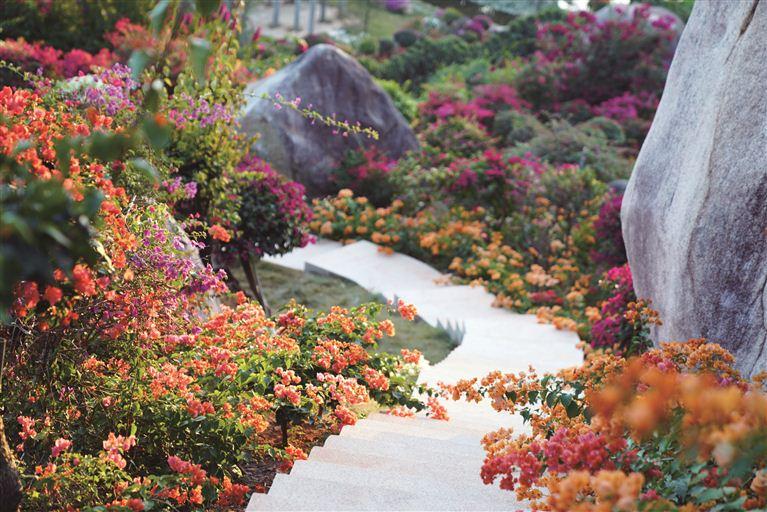 420多个品种 厦门植物园国家三角梅种质资源库25日开放